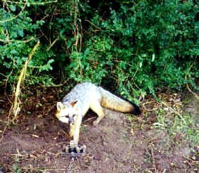 SouthernGreyFox