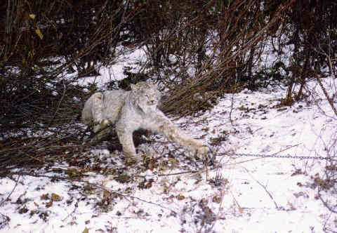 Canadian Lynx