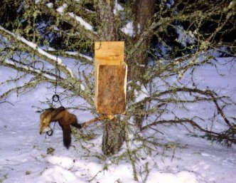 PineMarten.jpg (31509 bytes)